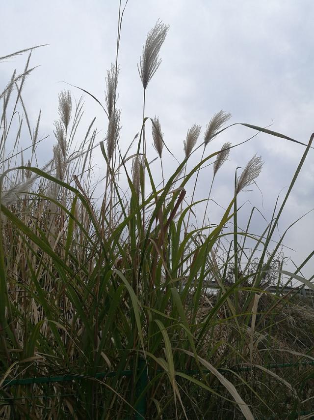 南荻与芦苇的区别,意思(第10页)_大山谷图库