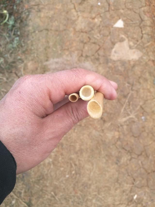 浅析芦苇,南荻和芒草的属性和在浮漂上的使用持点_韧性