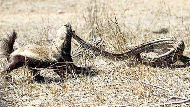 平头哥捕杀蛇被蛇咬眼睛而瞬间被激怒网友蛇要惨了