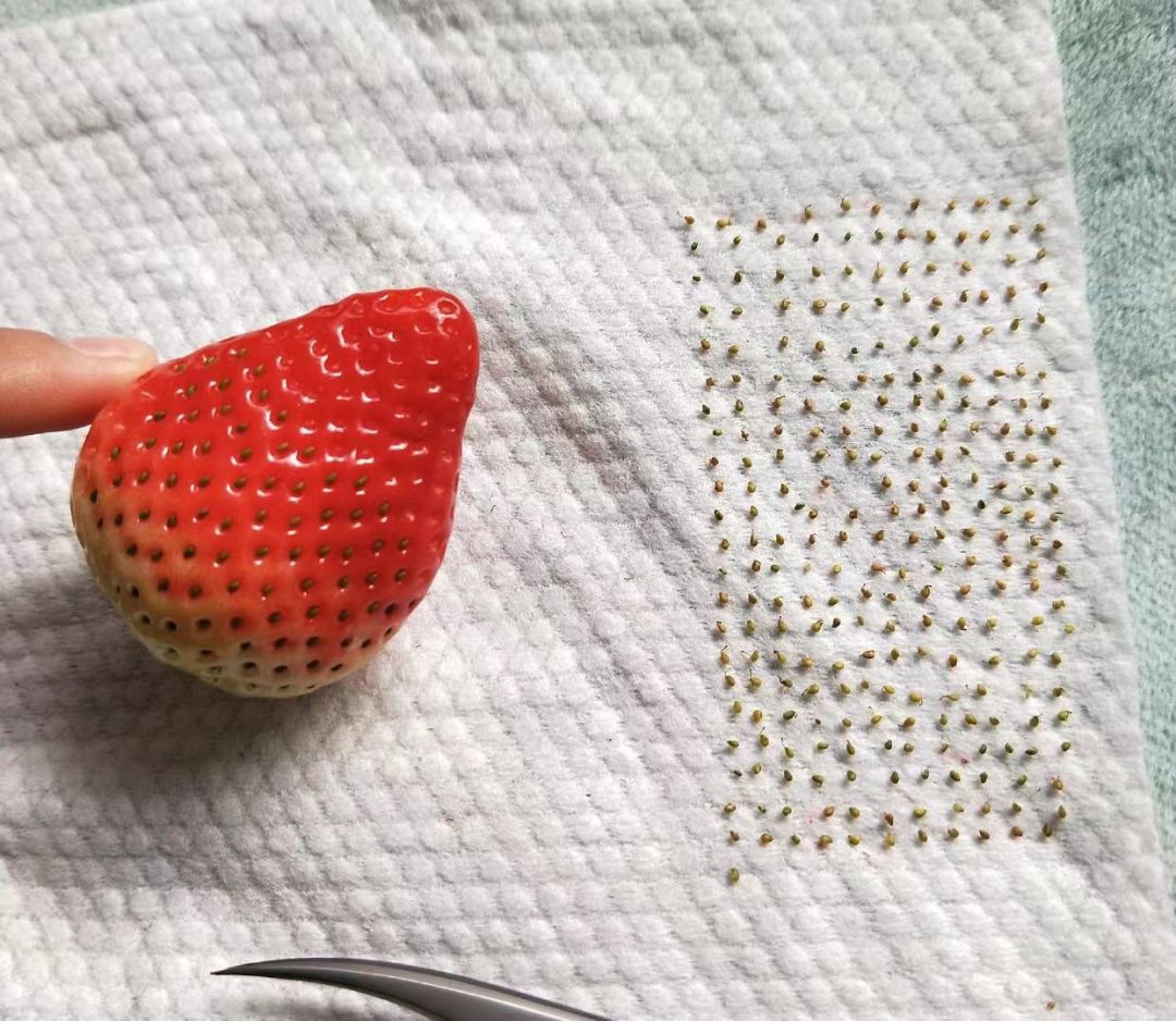 余姚人宅家行为大赏有人数了一个草莓有342粒草莓籽