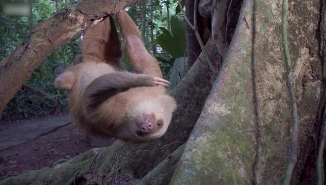 树懒真是个奇特的动物随时都是慢动作