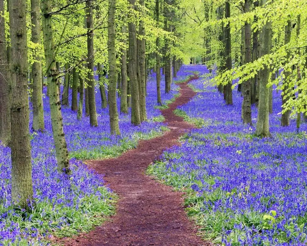 美丽的小路一路美到家