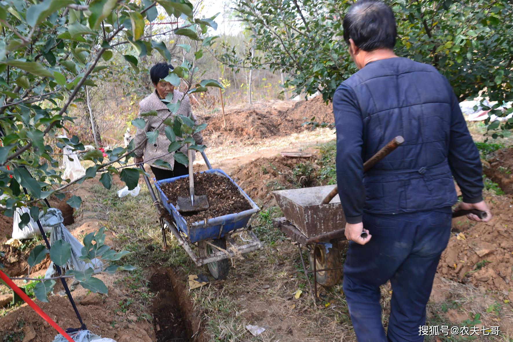 基肥是能持续给苹果树供应养分