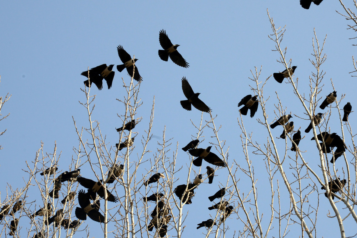 一群乌鸦飞过的图片图片