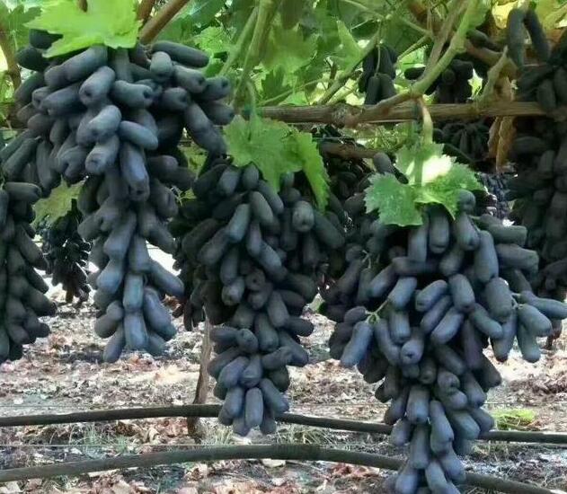 甜蜜藍寶石葡萄苗種植技術 藍寶石葡萄剪枝技術