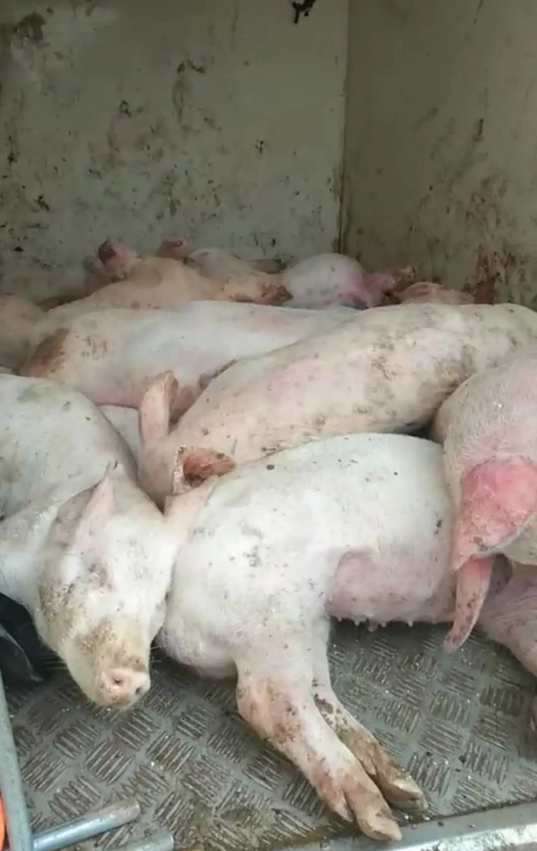 疫情如此严峻,竟然有外地车拉死猪从安都乡南关村通过?官方通报来了