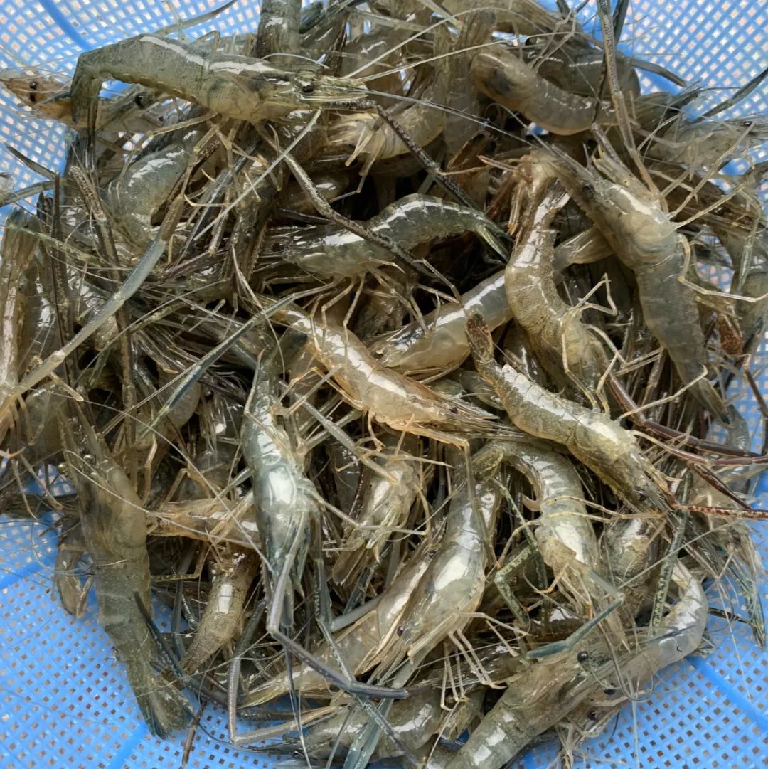 德清嫂喊您买青虾买笋啦最后一弹且买且珍惜内有买买买链接合辑