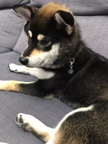 柴犬小时候是全黑色的结果长大后竟然变成了超级赛亚人