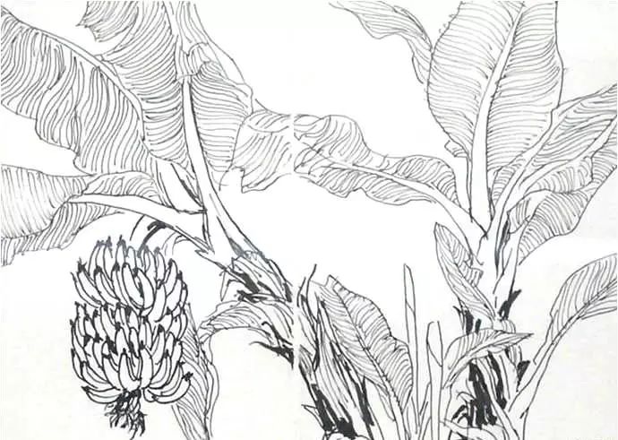 线的疏密对比家中的蔬菜和花卉写生可以作为本课的重要内容之一,大家