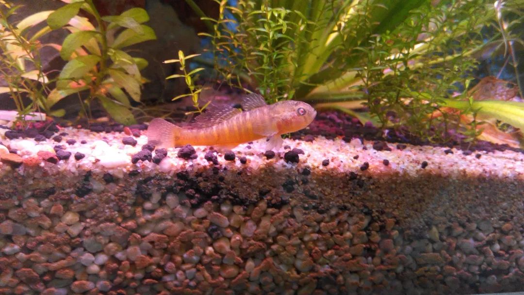 每日一鱼 | 黄黝鱼:头大眼大,体侧有黑色条纹