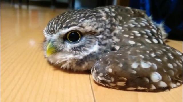 这是我见过最可爱的猫头鹰幼鸟简直快萌化了