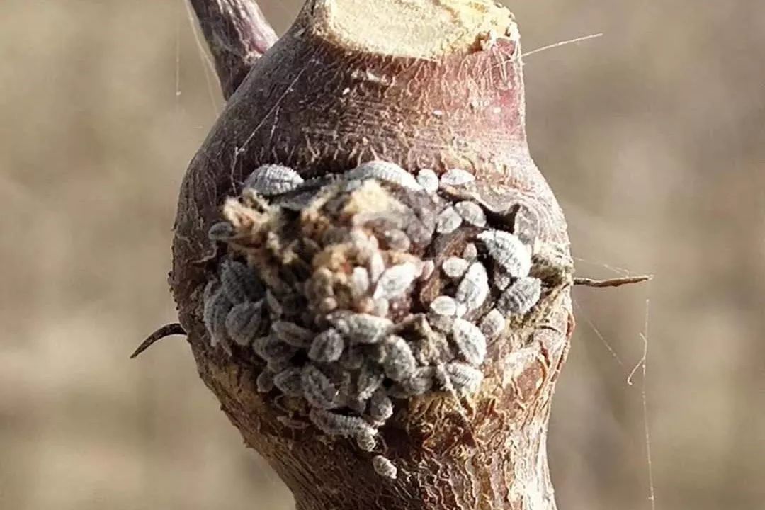 让人恼火的介壳虫该如何将其拿下