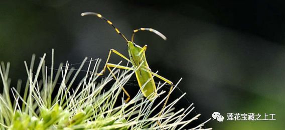 立春之二侯蛰虫始振