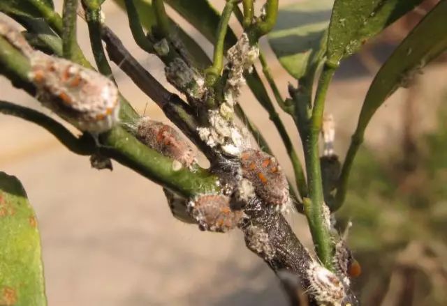 介壳虫的危害症状与特点盾蚧类昆虫体表硬化被覆一层硬壳,雌虫足退化