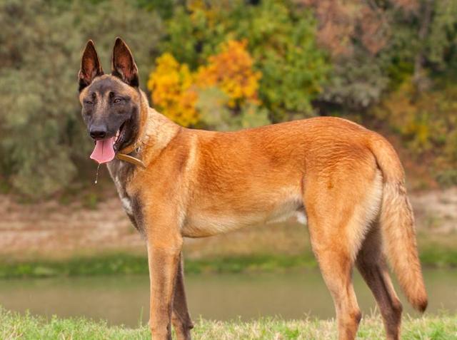 原创灾难中的无言英雄搜救犬