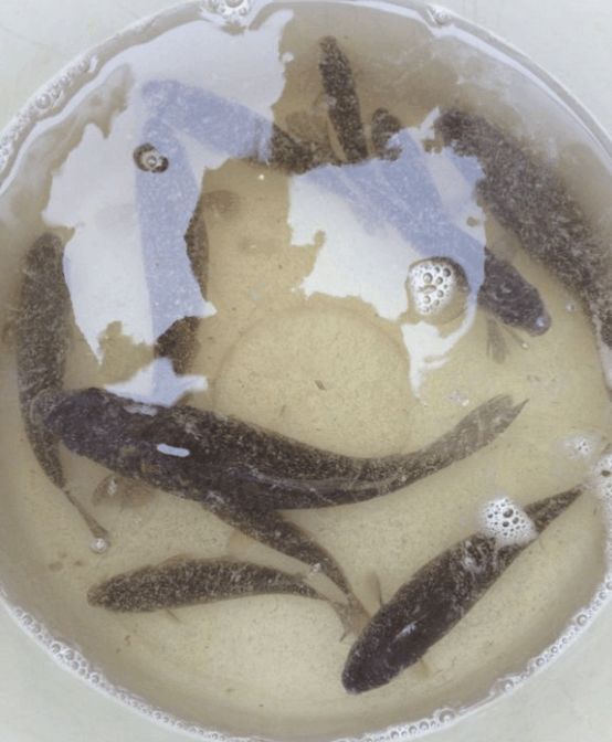 男子钓上好几条鱼,放进桶里后倒啤酒进去,晚上却惊喜不已