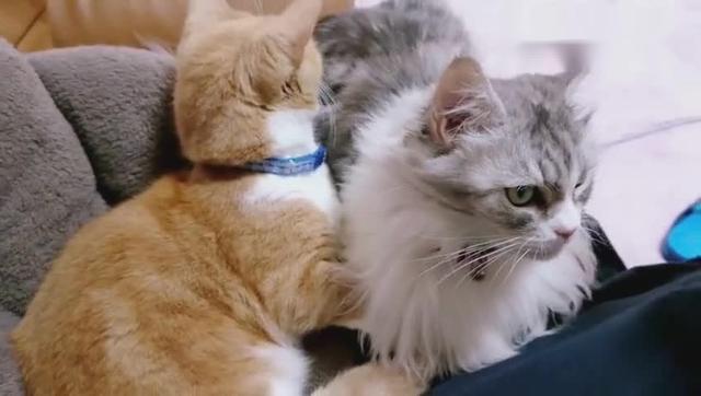 橘猫喜欢大灰猫天天抱着形影不离