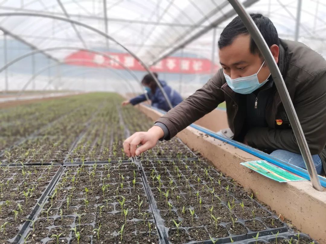 万山区育苗播种稳住市民菜篮子