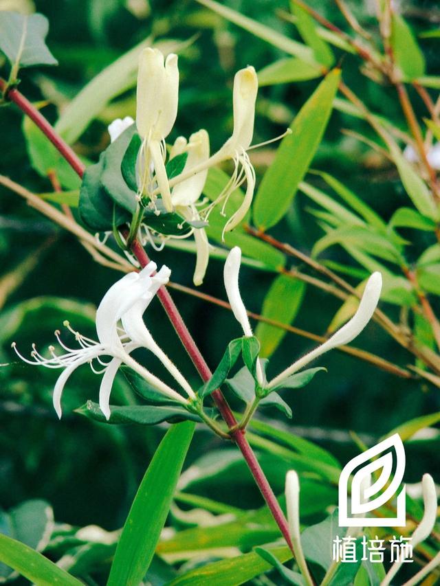 植培施金银花lonicerajaponica常绿藤本类栽培手册