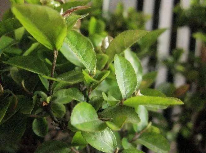 熟知雀梅的习性才能创作出更别具一格的雀梅盆景