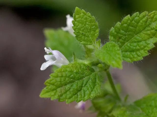 2月11日水瓶星座花四季樱草柠檬香脂草