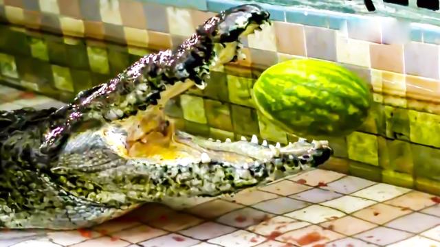 一只大西瓜丢进鳄鱼嘴里慢镜头看西瓜是怎么样爆头