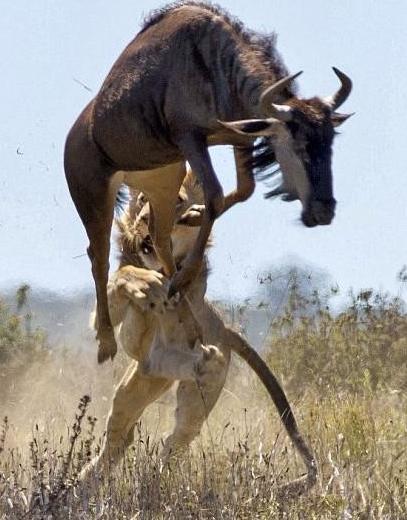 母狮偷袭牛羚,几番争斗后母狮计划落空牛羚这动作太罕见了