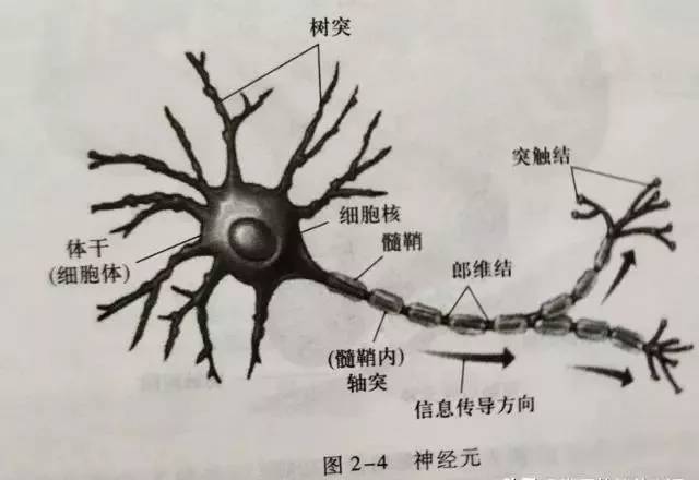 大脑树突图片