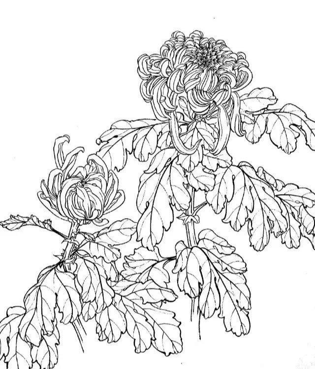 工笔画白描图谱之菊花