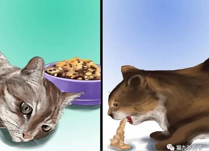 猫九爷猫的急性腹泻一贾第鞭毛虫