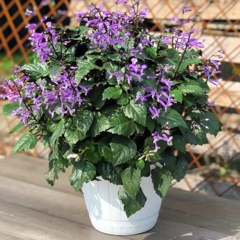 艾氏香茶菜,可插扦,易成活,好管理,未花时,三五天不浇水也不蔫,开花时