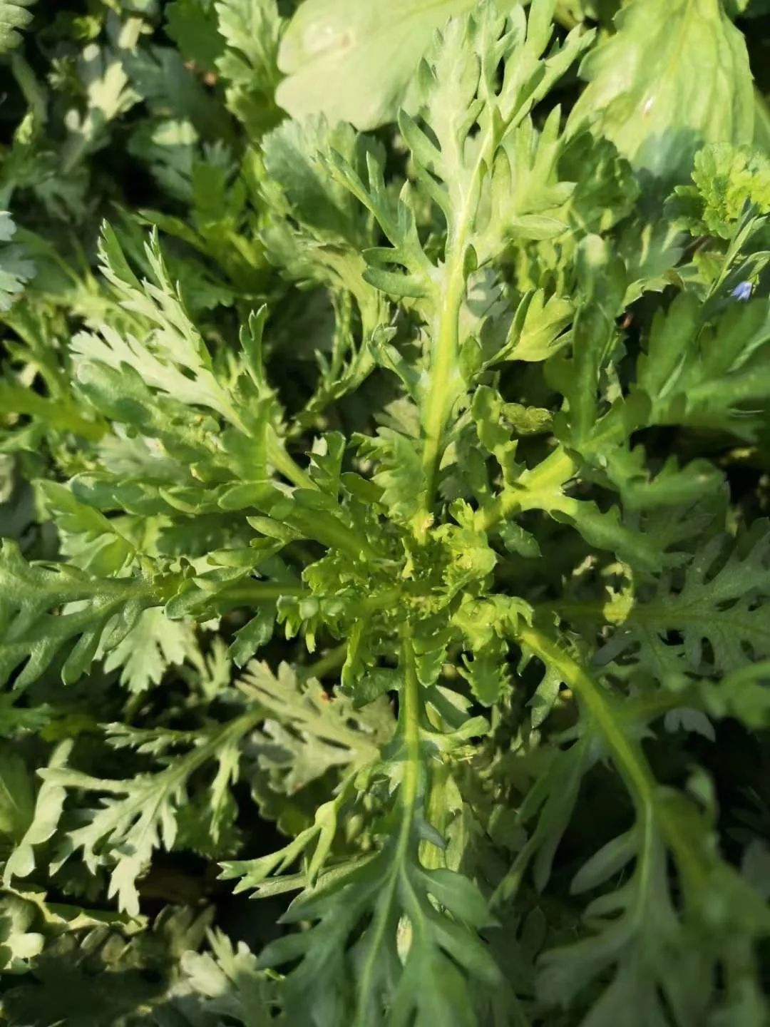 茼蒿花黄色或白色,与野菊花很像茼蒿花的花语:丰富,多才多艺