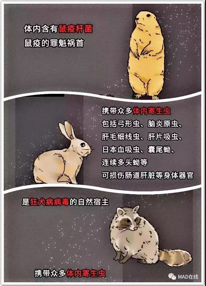 【转载】科普 | 2019-ncov3:野生动物与疫情传播_病毒