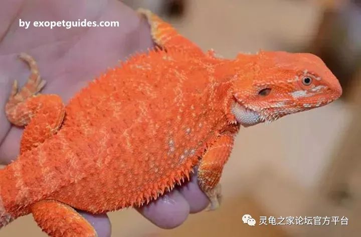 鬃狮蜥最出名的基因品系盘点