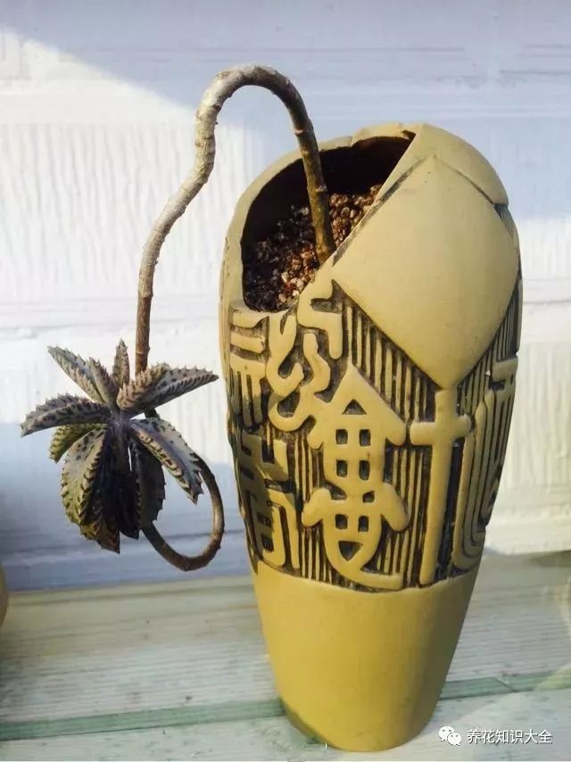 废酒瓶变花盆