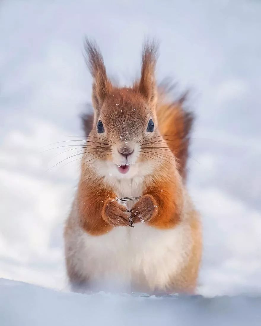 摄影师镜头下芬兰森林里的小动物