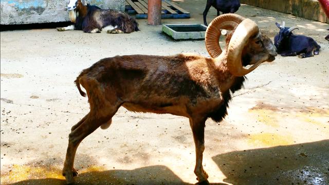 这么瘦的羊羊角却这么大个