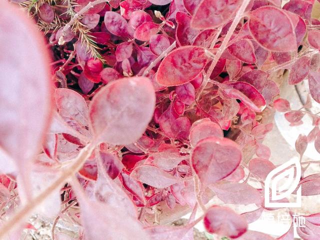 植培施红绿草alternantherabettzickiana草本花卉栽培手册