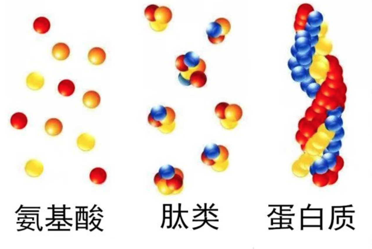 2,小分子肽与氨基酸吸收机制完全不同.