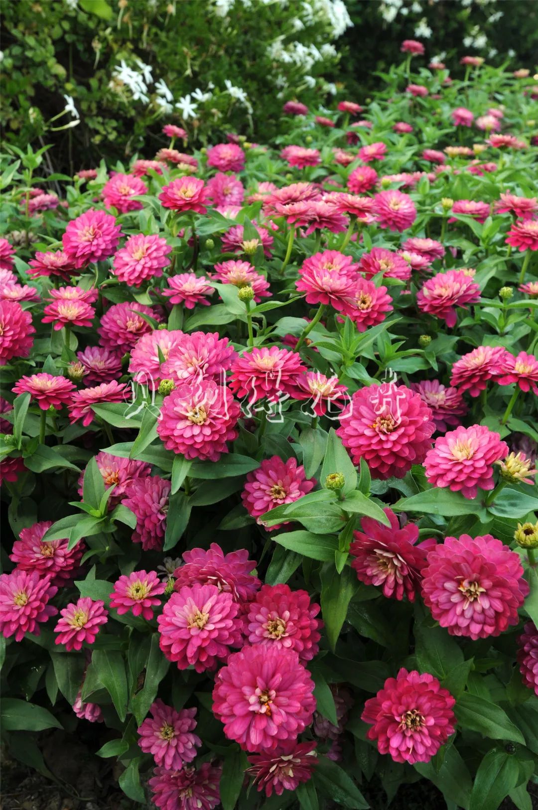 百日草热情系列完全重瓣奏响夏日赞歌