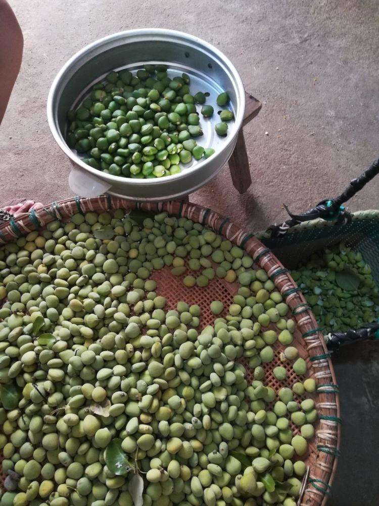 榄钱烘干工艺空气能热泵榄钱烘干