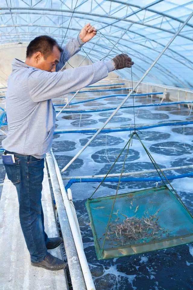 几个细节助你提高南美白对虾养殖成活率1塘里网兜试苗良好的开端是