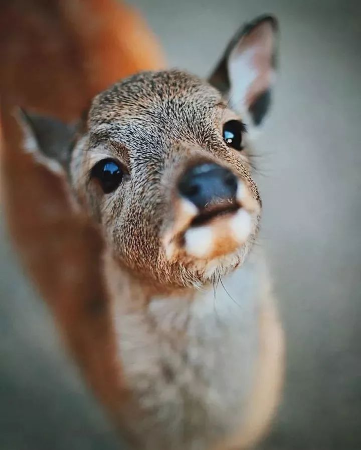 鹿的眼睛图片