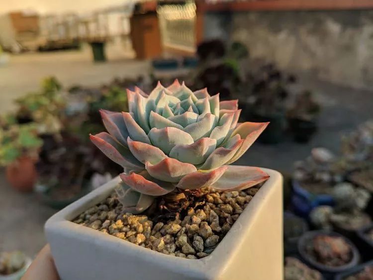 暖冬之下享受那一刻与多肉相伴的宁静