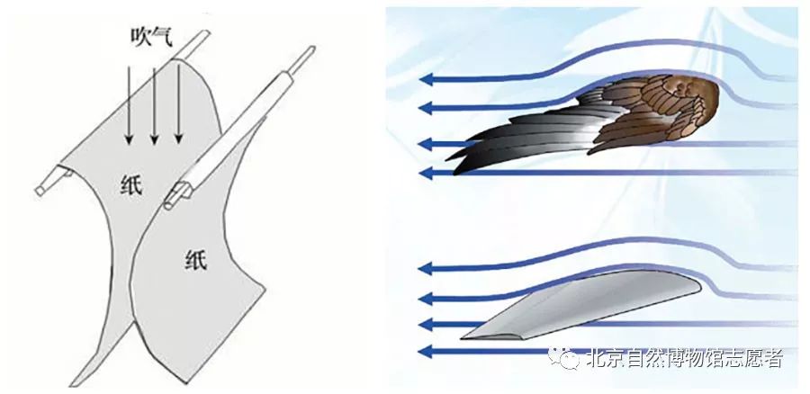 鸟类飞行气流图解图片