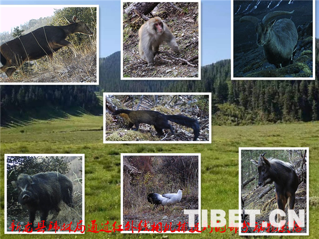 属川西山原和横断山脉接触带,县域森林植被丰富,野生动物种类繁多