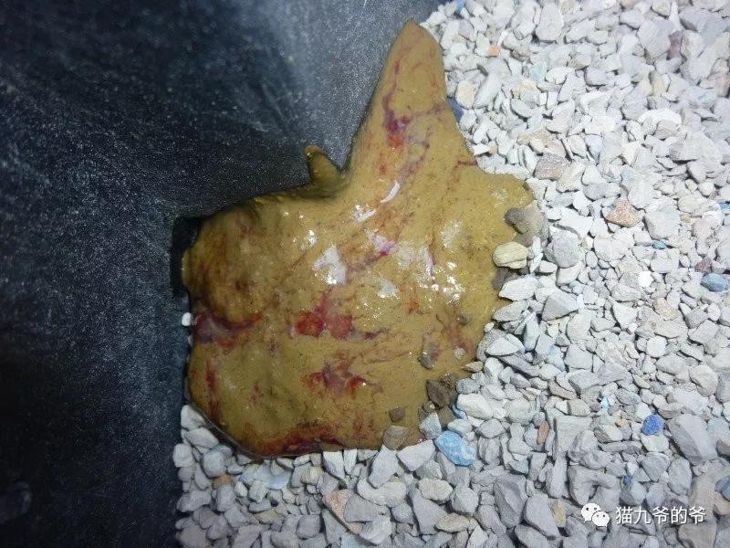 猫九爷猫的急性腹泻一贾第鞭毛虫