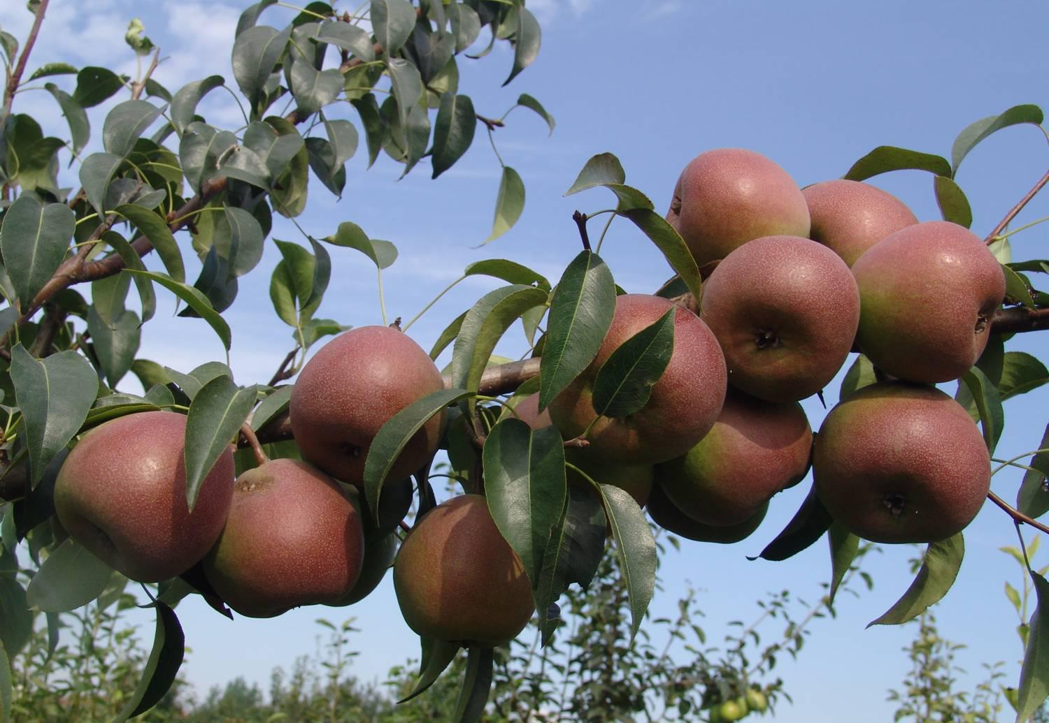 红梨榴莲中含有多种维生素和蛋白质,而且谷氨酸的含量也特别高,女人
