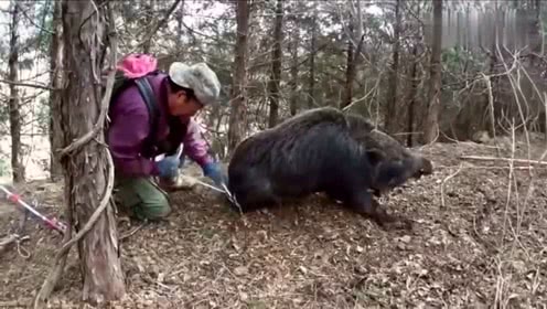 大叔今天收穫不錯,捕獲了一隻大野豬