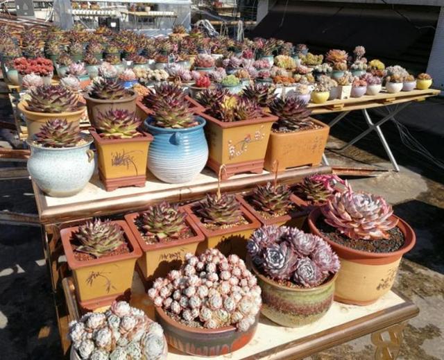 一个人给楼顶多肉搭个小棚虽然过程简单但好在怕冷的都进棚了